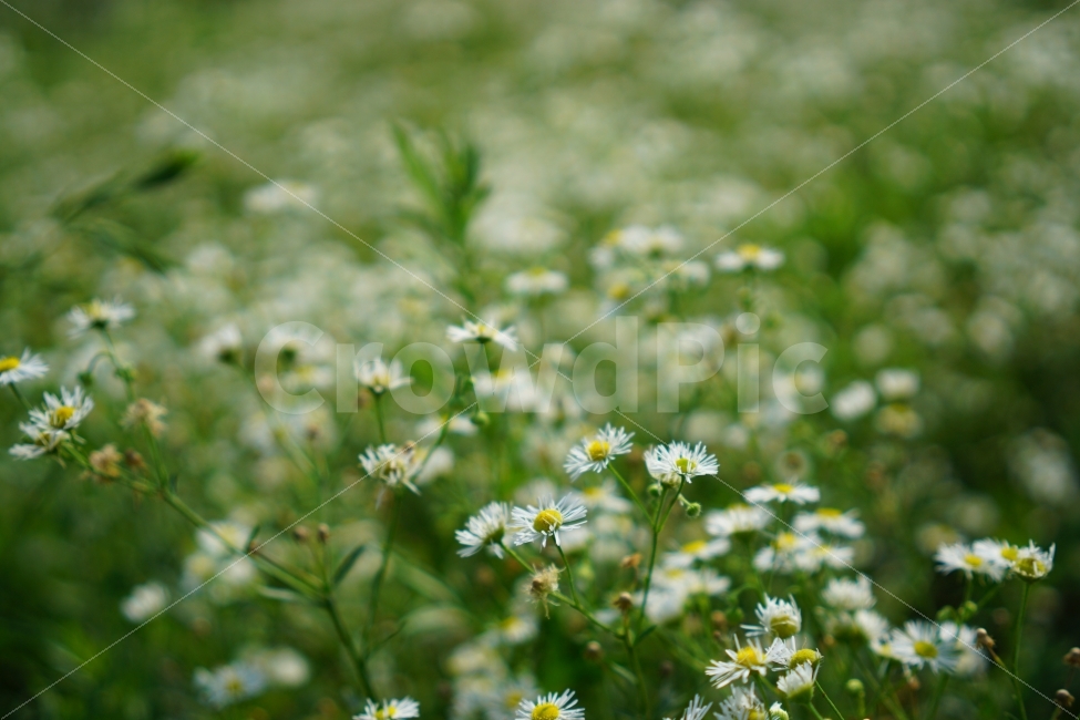 꽃,개망초,개망초꽃,양산,감성사진,식물,자연,plants,nature,꽃,flower,감성,sensible,feeling