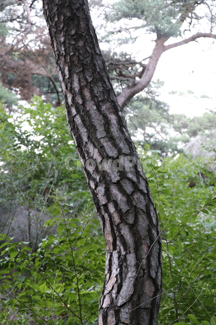 소나무,나무,송림,숲,소나무모습,식물,자연,plants,nature,나무,trees,wood
