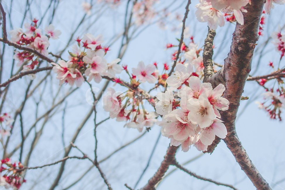 벚꽃,blossom,꽃,접사,필름감성,봄,봄,계절,spring,season,plant,식물,flower