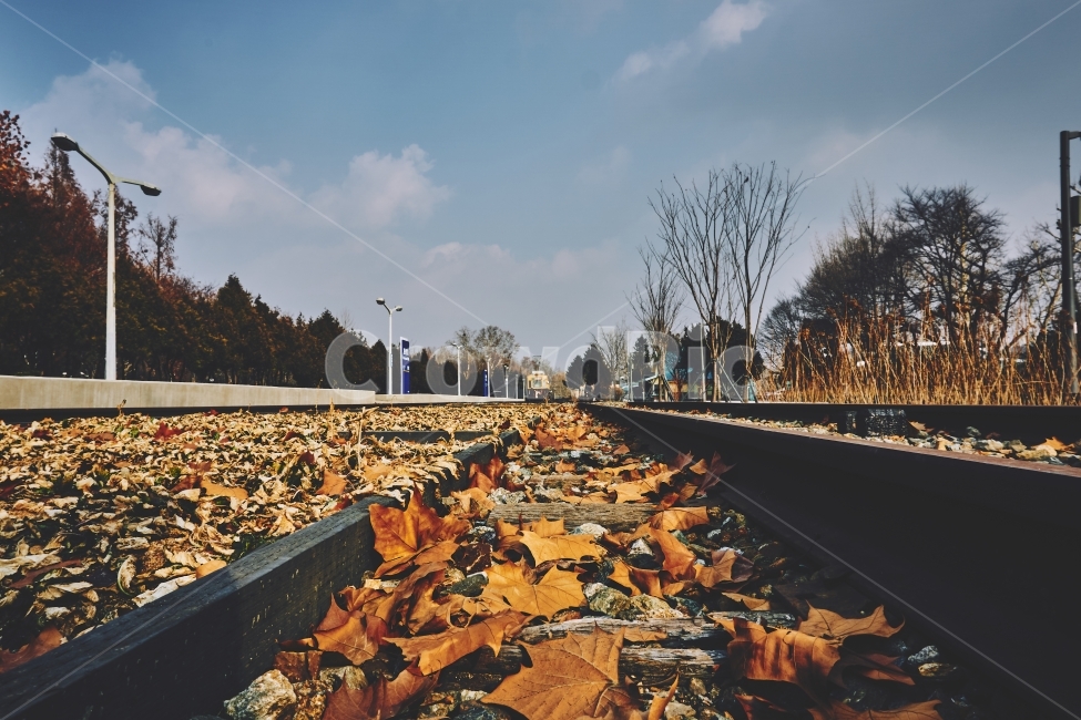 낙엽,기찻길,풍경,나무,rail,railroad,railway,leaf,fallen,rocks,tree,가을,계절,fall,autumn,season,감성,sensible,feeling,교통,교통수단,traffic,transportation,잎,plant,식물