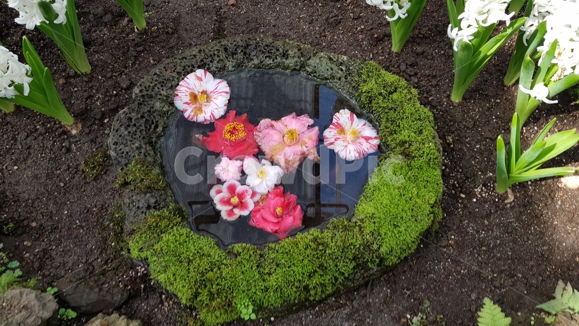 동백꽃,동백,카멜리아,제주,꽃,꽃,flower