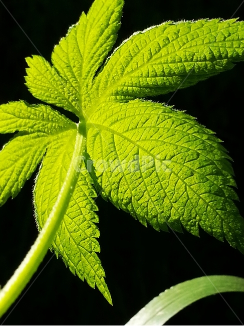 아침풀,생명의풀,희망,용기,생명력,식물,자연,plants,nature