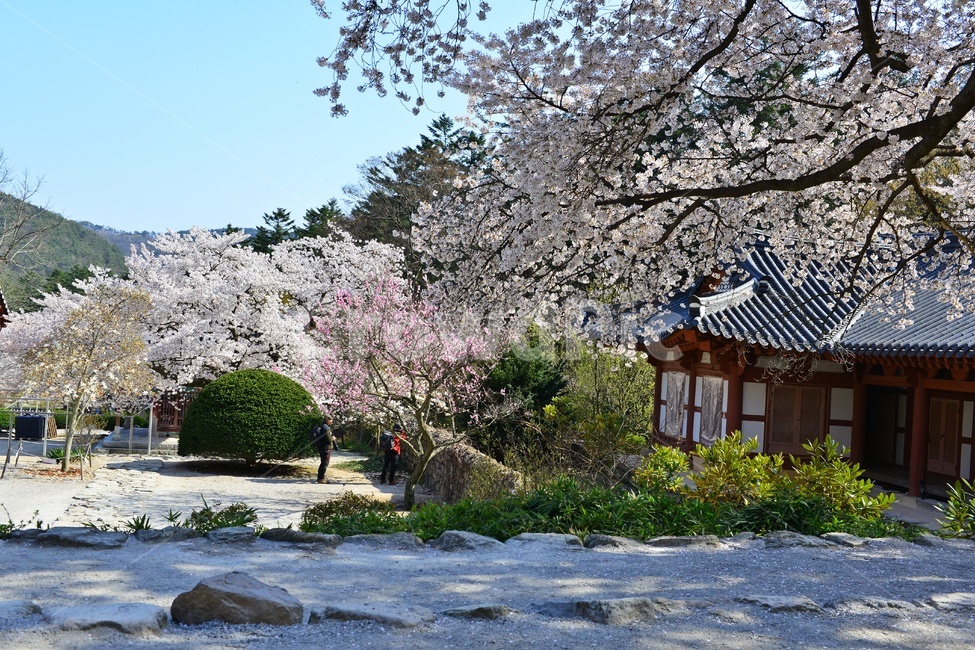 nature,자연,landscape,경치,outdoors,옥외,scenery,풍경,봄,계절,부안,내소사,벚꽃,사찰,불교,절