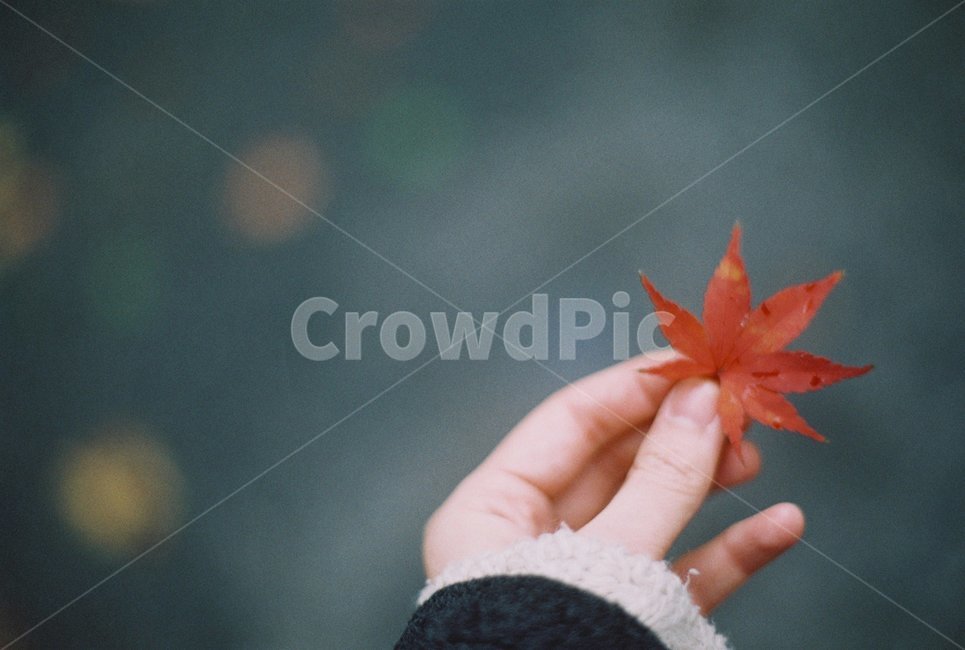 단풍잎,가을,겨울,손,낙엽,가을,계절,fall,autumn,season,사람,인물,인간,human,person,신체일부,몸,body,감성,sensible,feeling,plant,식물,leaf,잎