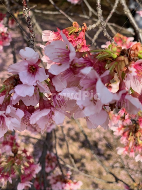 공원,나무,자연,산책,봄,꽃,식물,자연,plants,nature,꽃,flower