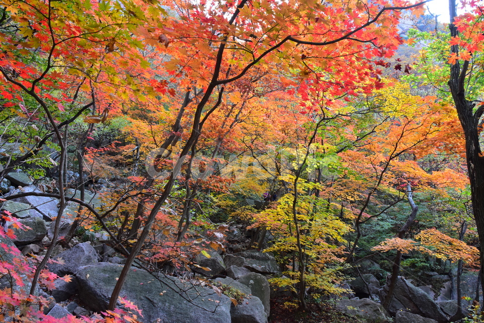 가을,단풍,자연,풍경,북한산,잎,단풍잎,붉은,나무,계절,계곡,숲,힐링,plant,fall,autumn,season,forestnature,landscape,한국자연풍경,한국자연경관,korea,tree,maple,leaf,가을,계절,fall,autumn,season,자연,풍경,nature,landscape,식물,plants,나무,trees,wood