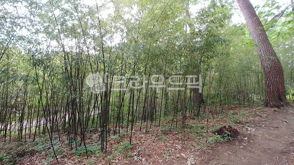bamboo, forest, bamboo forest, plant, bamboo field - Authentic Korean ...
