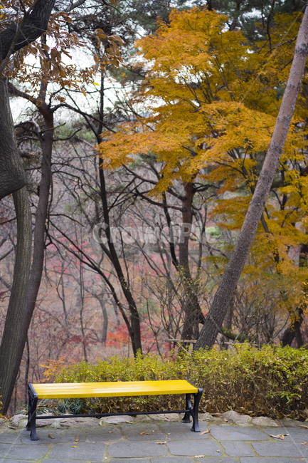 단풍,가을,만추,벤치,의자,휴식,가을,계절,fall,autumn,season,자연,풍경,nature,landscape,tree,나무,plant,식물,bench,tree trunk,나무 줄기,furniture,가구
