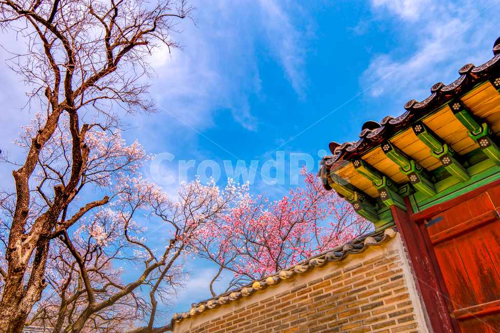 고궁,창덕궁,벚꽃,살구꽃,서울,봄,화려함,봄,계절,spring,season,한국전통,한국문화,korean traditional,korean culture,건축물,건물외관,exterior,building,structure,architecture,construction