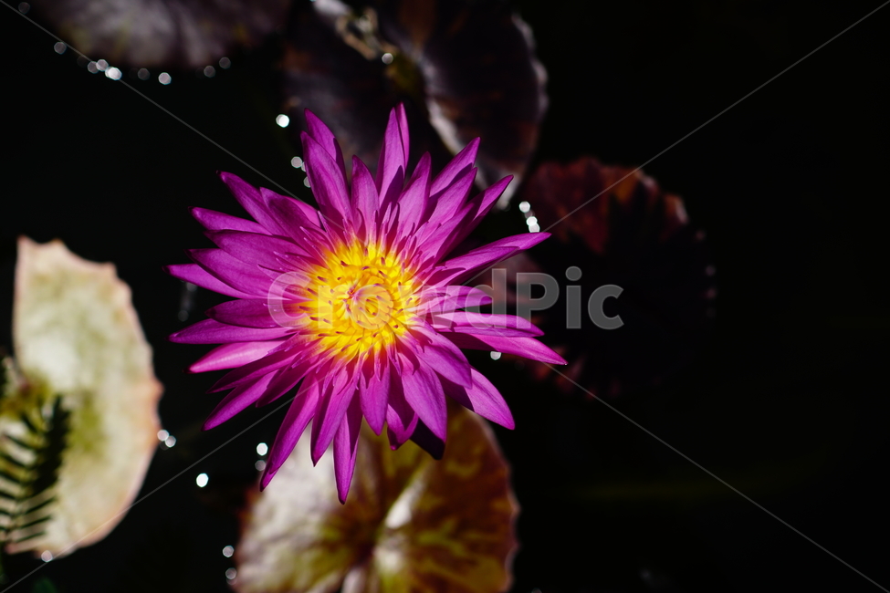 수련,연꽃,연못,식물,수생식물,자연,여름,8월,summer,august,nature,풍경,landscape,플라워,flower,plants,aquaticplant,lotus,pond,waterlily,수련꽃,이파리,잎,수풀,수초,여름꽃,꽃사진,식물,자연,plants,nature,꽃,flower