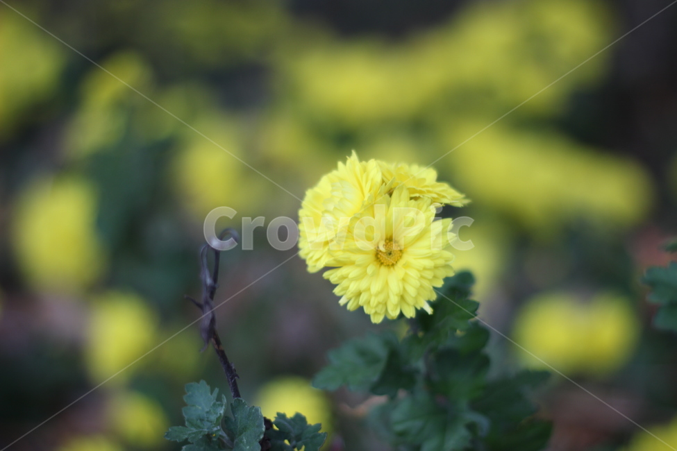 노란꽃,자연,식물,노란색,노랑,꽃,flower,가을꽃,식물,자연,plants,nature,꽃,flower