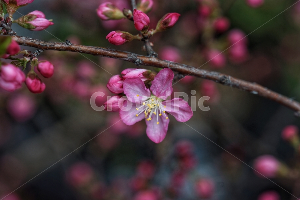 봄,꽃,spring,flower,식물,봄,계절,spring,season,식물,자연,plants,nature,꽃,flower,plant,blossom