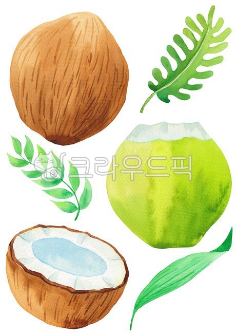 Nukki,summer plants,fruit,summer,palm tree,plants,drawing,season,drawn,hand,handwork,Fruit,nature,hand drawing,png,leaf,food,coconut,tropical,tropical leaves,watercolor,painting,tropics,plant,illustration,palm leaves,tropical plants,Watercolor,object
