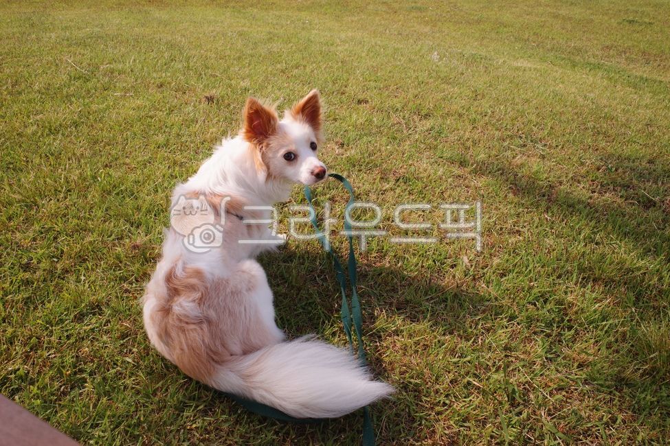 반려견,강아지,믹스견,강아지산책,강아지뒷모습,grass,잔디,plant,식물