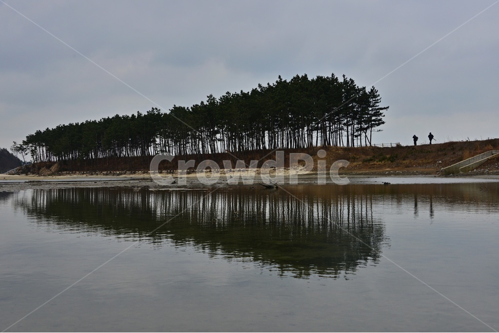 nature,자연,water,물,outdoors,옥외,충남,태안,안면도,솔숲,안면도솔숲,반영,소나무,자연,풍경,nature,landscape