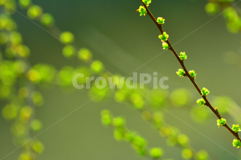 봄이미지,새싹,새순,새잎,숲길,시즌,계절,자연,식물,초록,순수,녹색,green,plant,시작,스타트,연초록,싱그러운,나무,봄,계절,spring,season,식물,자연,plants,nature