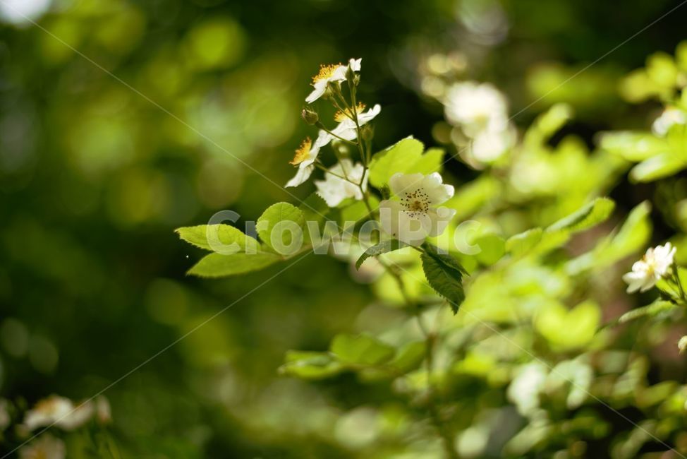 꽃,자연,식물,flower,plant,식물,자연,plants,nature,꽃,flower