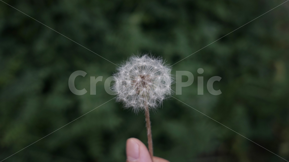 Outfocusing,Emotion,park,flower,dandelion
