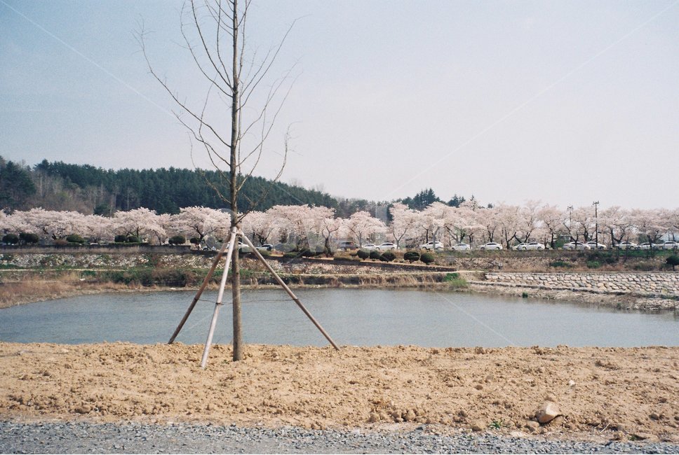 벚꽃,봄,산책,꽃,호수,나무,필름사진,자연,풍경,nature,landscape,식물,plants,꽃,flower,나무,trees,wood,ground,바닥,road,도로,dirt road,흙길,gravel,자갈