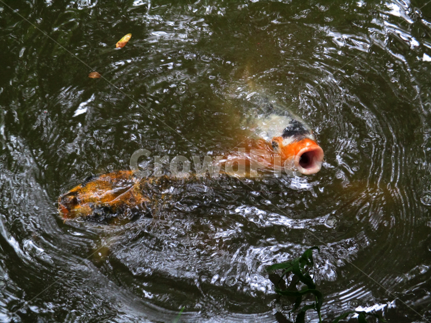 잉어,호수,물고기,잉어입,비단잉어,자연,어류,물고기,fish