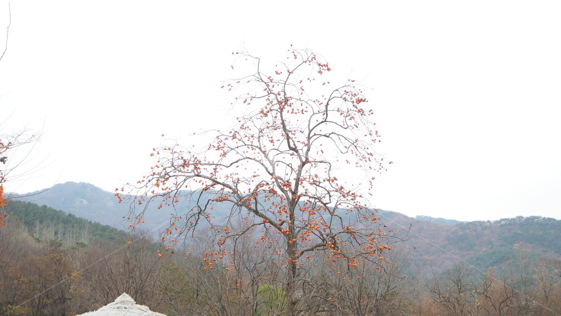 감나무,나무,식물,나무줄기,treetrunk,tree,plant,감
