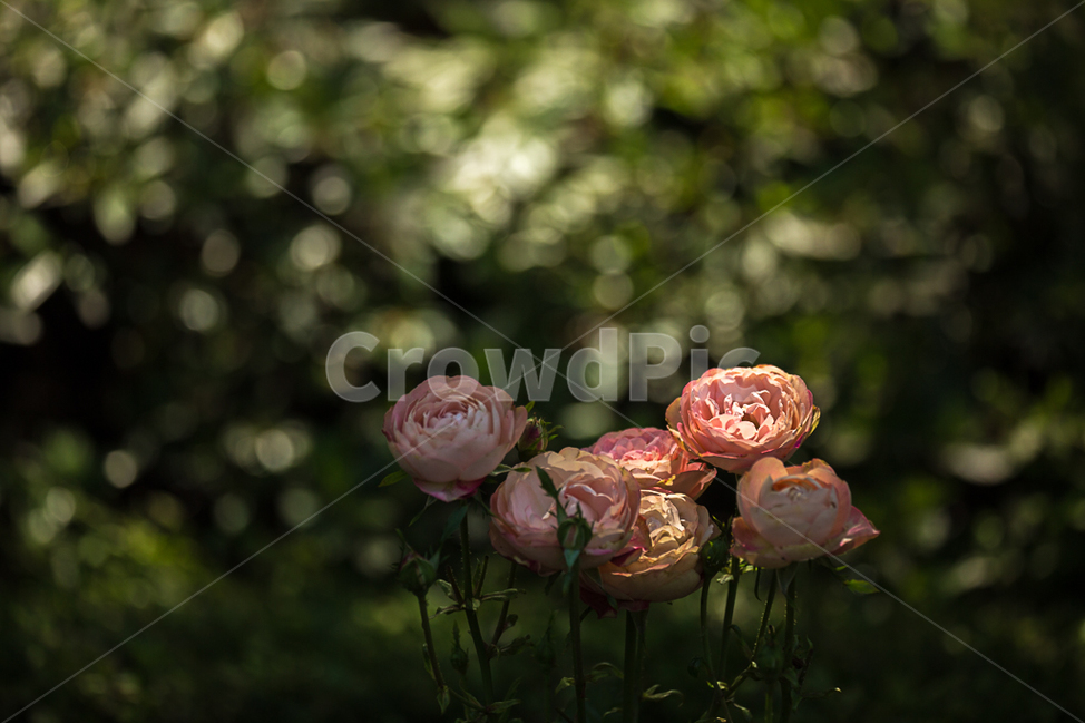 장미,자연,꽃,장미공원,장미축제,식물,자연,plants,nature,꽃,flower