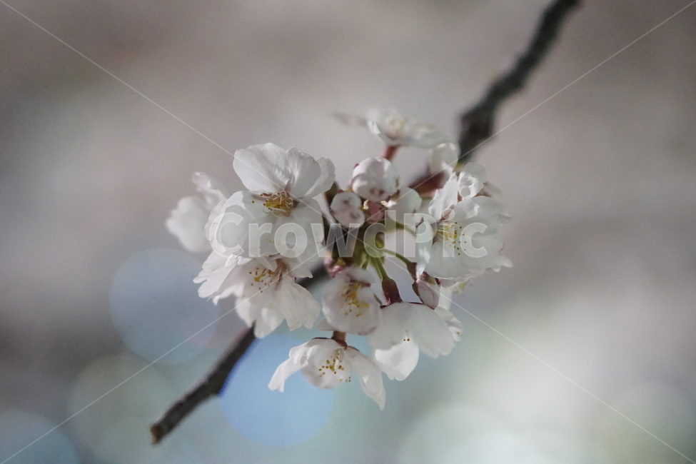 벚꽃,cherryblossom,봄,꽃,꽃나무,봄,계절,spring,season,식물,자연,plants,nature,꽃,flower,plant