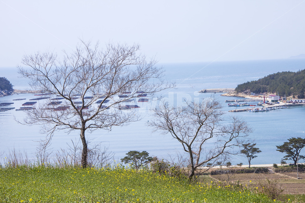 청산도,둘레길,힐링,관광명소,유채밭,양식장,자연,풍경,nature,landscape,한국자연풍경,한국자연경관,korea nature landscape,outdoors,옥외,grassland,목초지,field,들