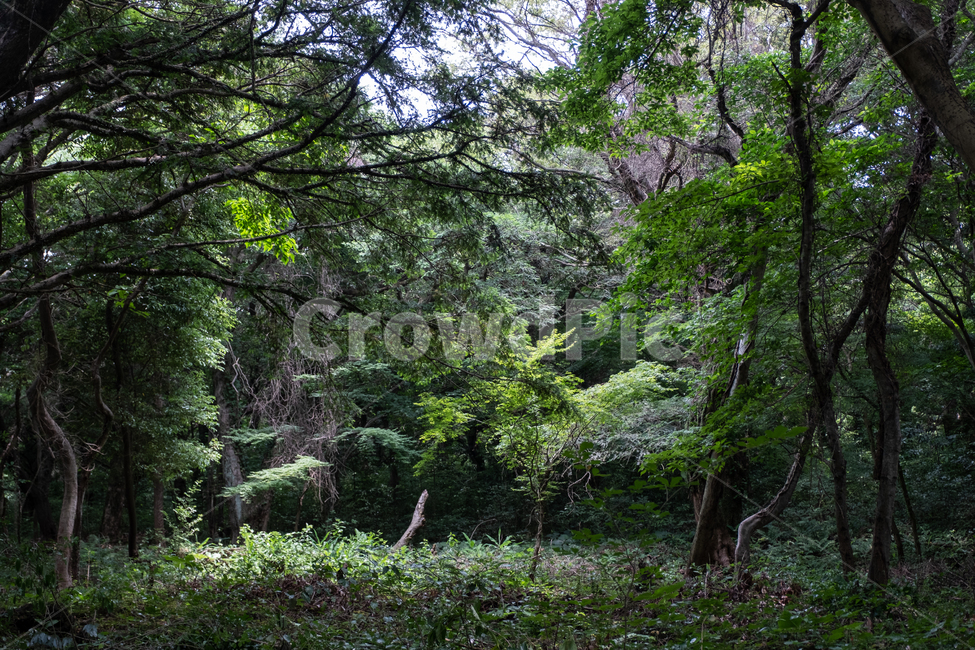 삼림,비자림,자연,풍경,숲,나무,풀,tree,nature,휴식,나무줄기,식물,plant,제주,제주도,빛,햇빛,숲속,자연,풍경,nature,landscape,식물,plants,나무,trees,wood,tree trunk,나무 줄기