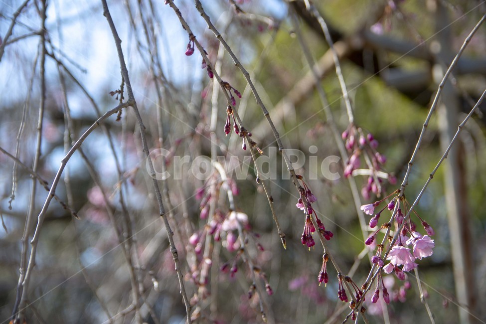 plant,식물,나무,꽃,flower