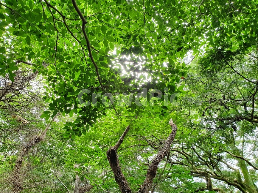 plant,식물,잎,leaf,나무,나무줄기,treetrunk,햇빛,자연풍경,여름,여름나무