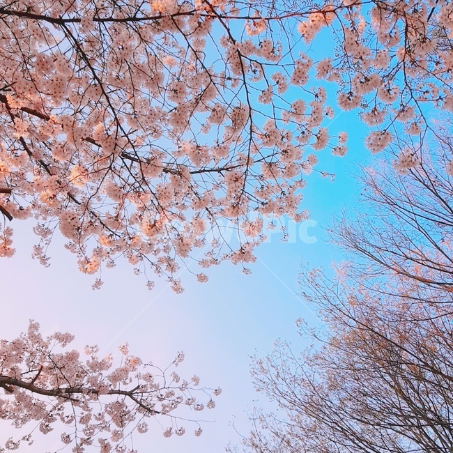 벚꽃,꽃,봄,꽃놀이,나들이,분홍,핑크,pink,봄,계절,spring,season,plant,식물,blossom,flower