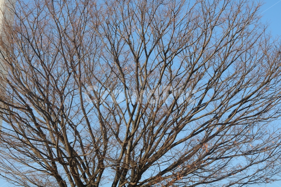 하늘,나무,겨울,나뭇가지,풍경,감성,쓸쓸함,외로움,겨울,계절,winter,season,식물,자연,plants,nature,나무,trees,wood