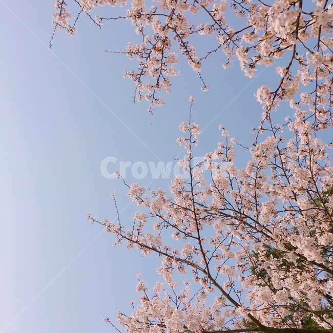 꽃,벚꽃,봄,자연,파란하늘