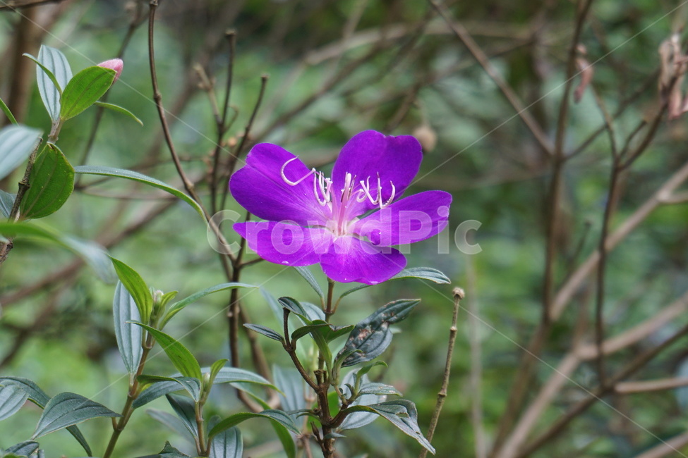 들꽃,꽃,보라색꽃,보라꽃,예쁜꽃,꽃한송이,flower,식물,blossom,야생화,쨍한꽃,비비드,vivid,plant