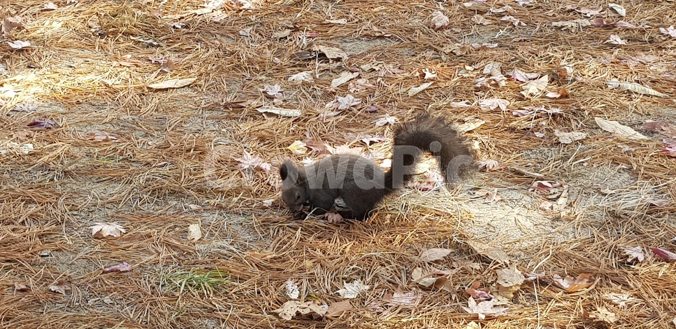 청솔모,다람쥐,동물,animal,squirrel,자연,nature,숲속,산,mountain,공원,동물,animal,포유류,mammal