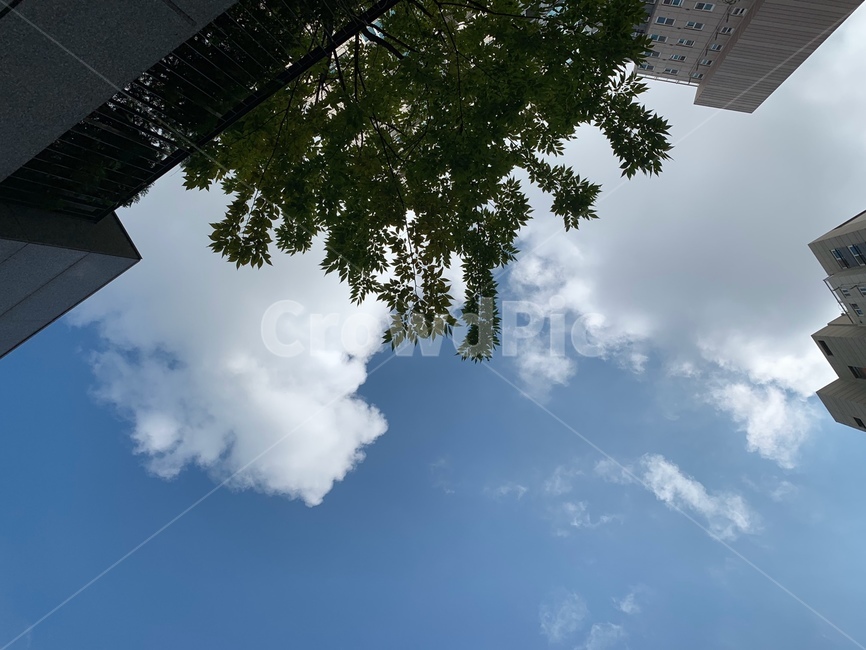 하늘,나무,아파트,구름,자연,풍경,푸른하늘,파란색,색감,식물,전나무,nature,sky,cloud,tree,plant