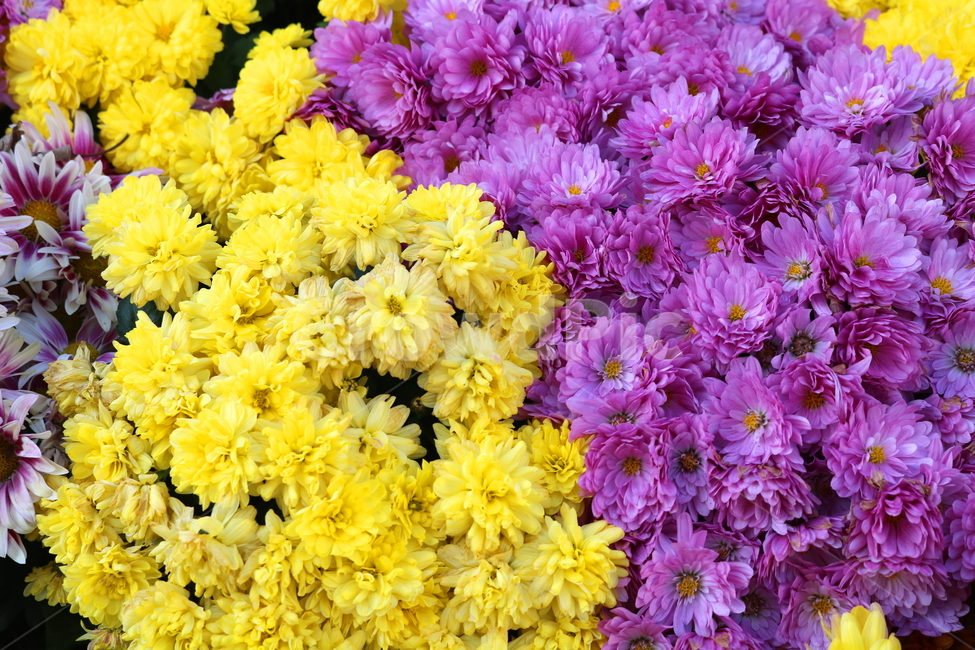 국화,꽃,국화꽃,식물,자연,소국화,가을,식물,자연,plants,nature,꽃,flower