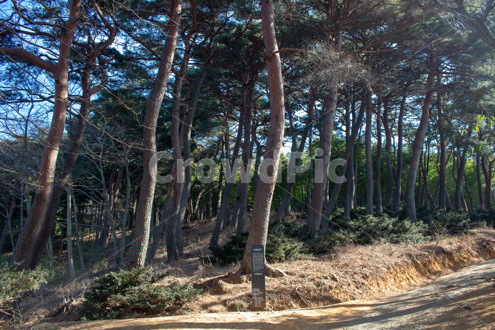 금강송,나무,울창,소나무,금강소나무,자연,숲,자연,풍경,nature,landscape,tree,plant,식물,tree trunk,나무 줄기