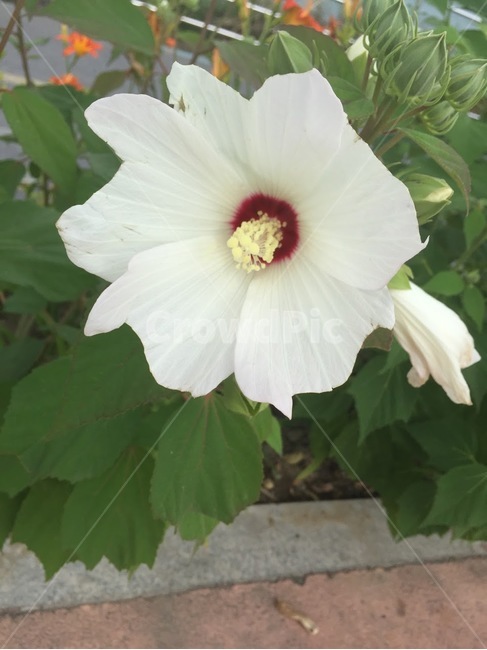 plant,식물,무궁화,꽃,flower,blossom,하얀무궁화,한국의꽃