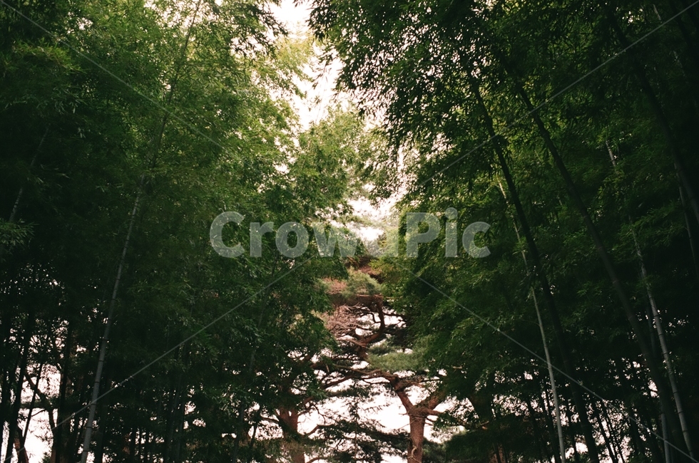숲,나무,자연,오후,시골,tree,forest,nature,day