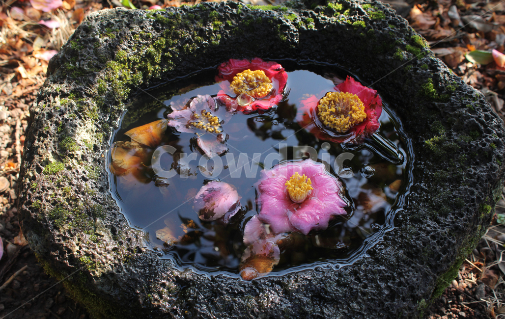 꽃,봄,물위,자연,분홍,봄꽃,꽃,flower