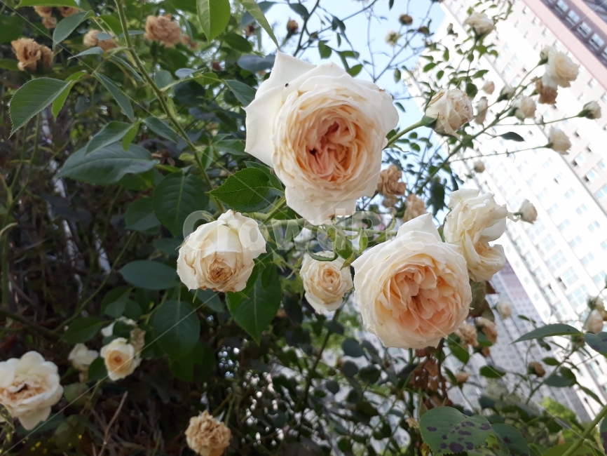 장미,꽃,여림,백장미,자연,식물,자연,plants,nature,꽃,flower