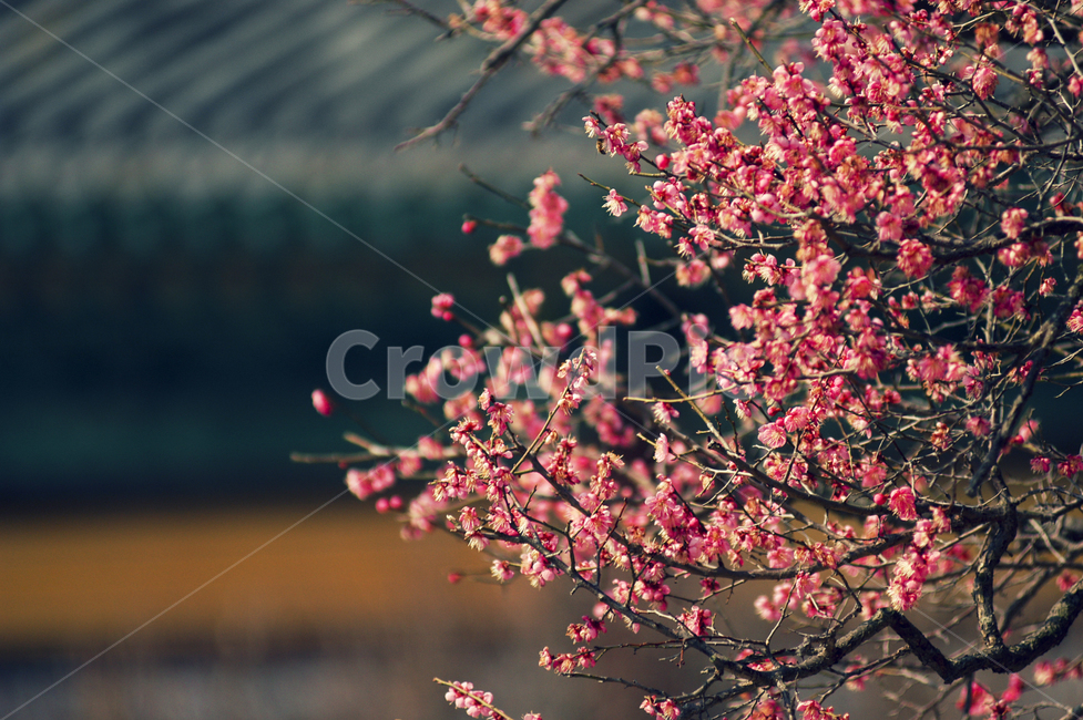 plant,꽃잎,petal,식물,blossom,꽃,flower,매화,봄,계절,spring,season
