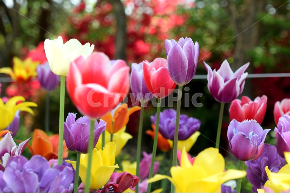 튜우립,튤립꽃,튤립,봄꽃,뿌리꽃,봄,계절,spring,season,식물,자연,plants,nature,꽃,flower,plant,blossom
