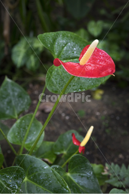 꽃,플라워,flower,식물원,flowergarden,접사,macro,micro,식물,자연,plants,nature,꽃,flower