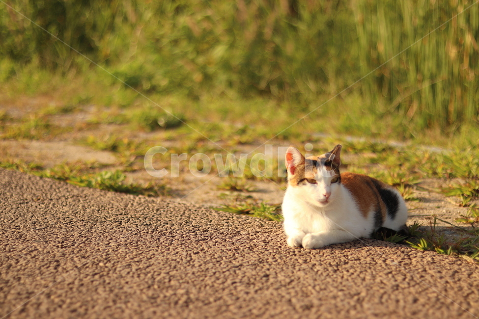 고양이,길고양이,길냥이,노을,여유,동물,animal,포유류,mammal,고양이,cat,kitten,kitty