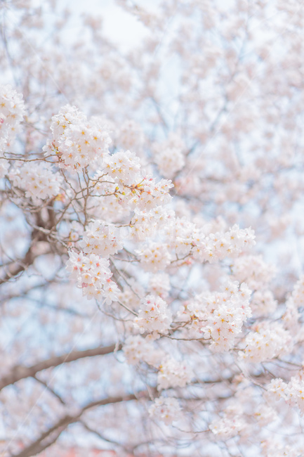 벚꽃,꽃,cherryblossom,봄,하양,투명,봄,계절,spring,season,식물,자연,plants,nature,꽃,flower,plant,blossom,cherry blossom