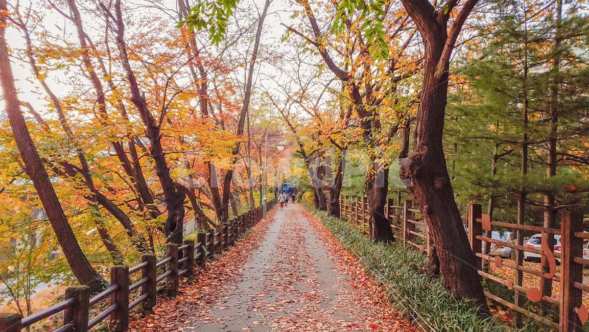 서울,가을,풍경,낙엽,단풍,길,공원,산책로,동작,나무,자연,식물,서울풍경,가을풍경,seoul,park,fall,maple,tree,nature,load,emotions,landscape,scenery,가을,계절,fall,autumn,season,자연,풍경,nature,landscape,사람들,대중,군중,other people,crowd,plant,leaf,잎