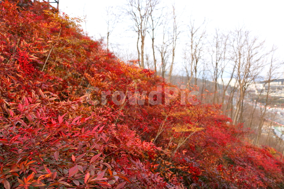 남천,나무,남천나무,식물,자연,열매,붉은열매,붉은나무,빨간색나무,매자나무과,떨기나무,남천촉,남천죽,공원,하늘공원,풍경,겨울,잎,나뭇잎